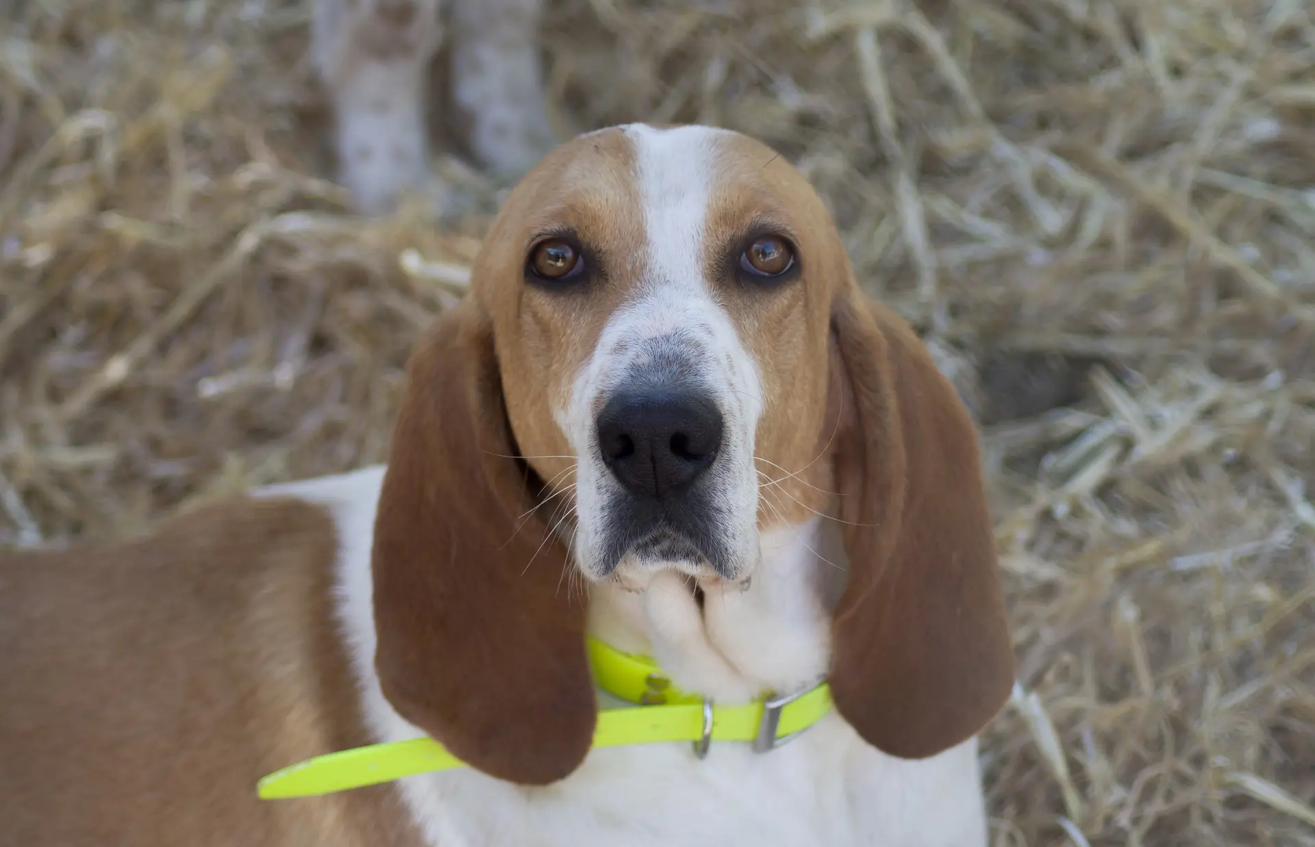 washable dog collars